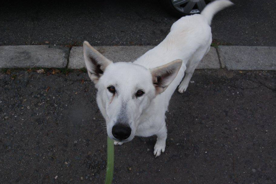 Uhrazeny faktury za veterinární vyšetření fenečky Lily 