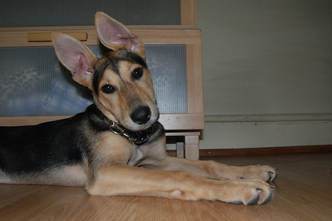 Proplacena faktura za veterinární ošetření fenky Samby