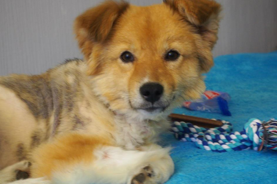 Proplacena faktura za veterinární vyšetření pejska Buddyho