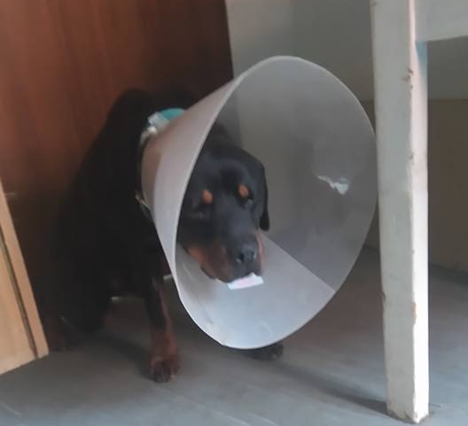 Úhrada veterinární péče pejsků azylu  RTW naše láska, jejich naděje.