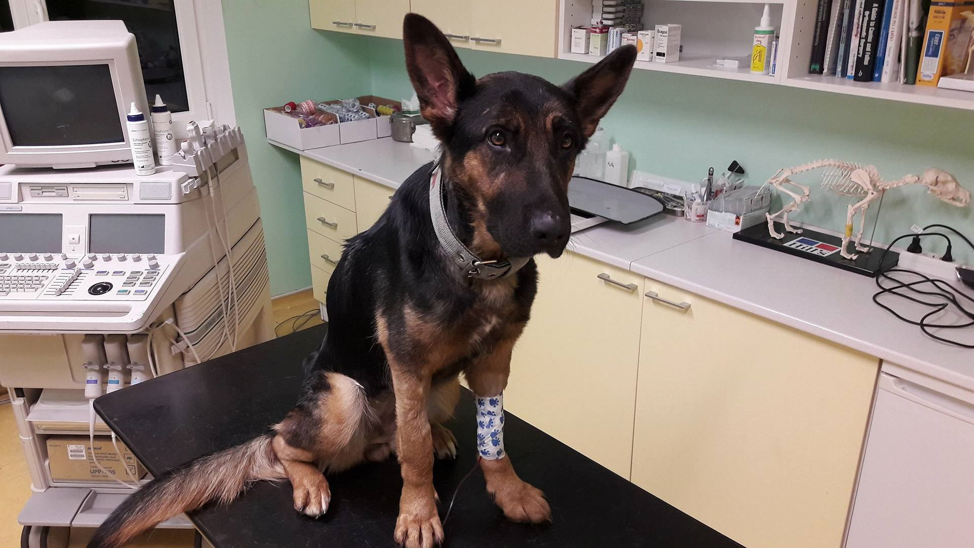 Léčba a hospitalizace Roxy s autoimunitním onemocněním - útulek Žim