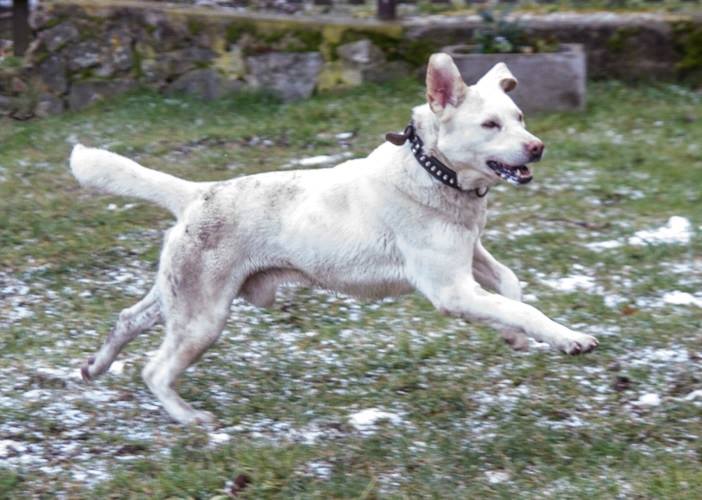 Veterinární ošetření psů Toryho, Bada a fenky Barunky - útulek Žim