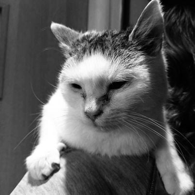 Veterinární péče - Daneček, Terezka a Běloba - Srdeční záležitosti