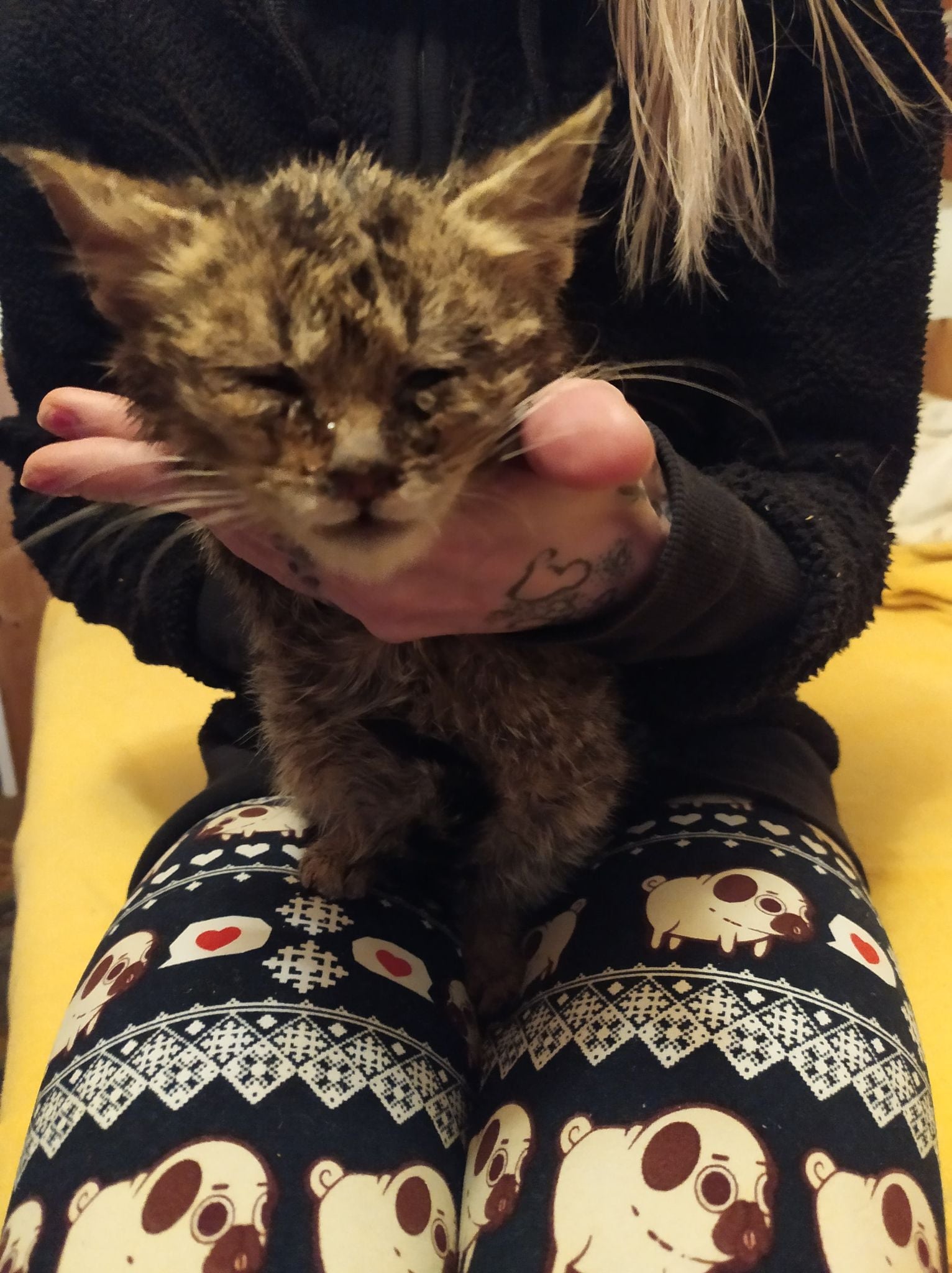 Veterinární péče - Pejsci a kočičky v urgentní nouzi