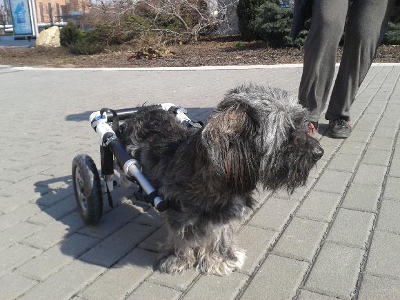 Invalidní vozíček pro ochrnutou Peginnku