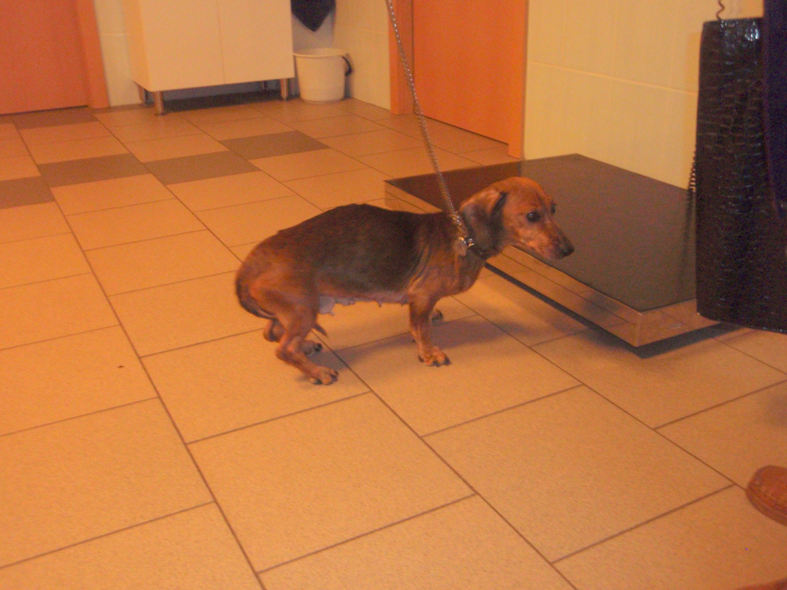 Příspěvek na veterinární péči dvou jezevčíků - Mija spolek