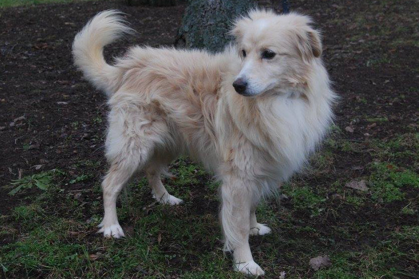 Proplaceny faktury za veterinární vyšetření pejsků Bena, Badyho a Barušky