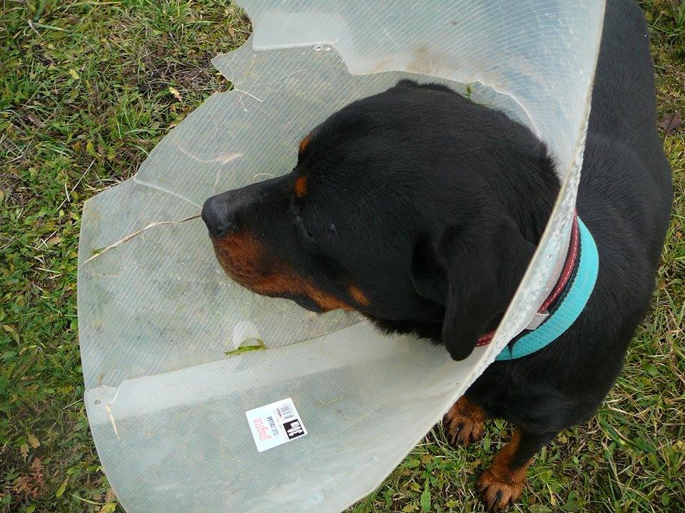 Úhrada veterinární péče pejsků azylu  RTW naše láska, jejich naděje.