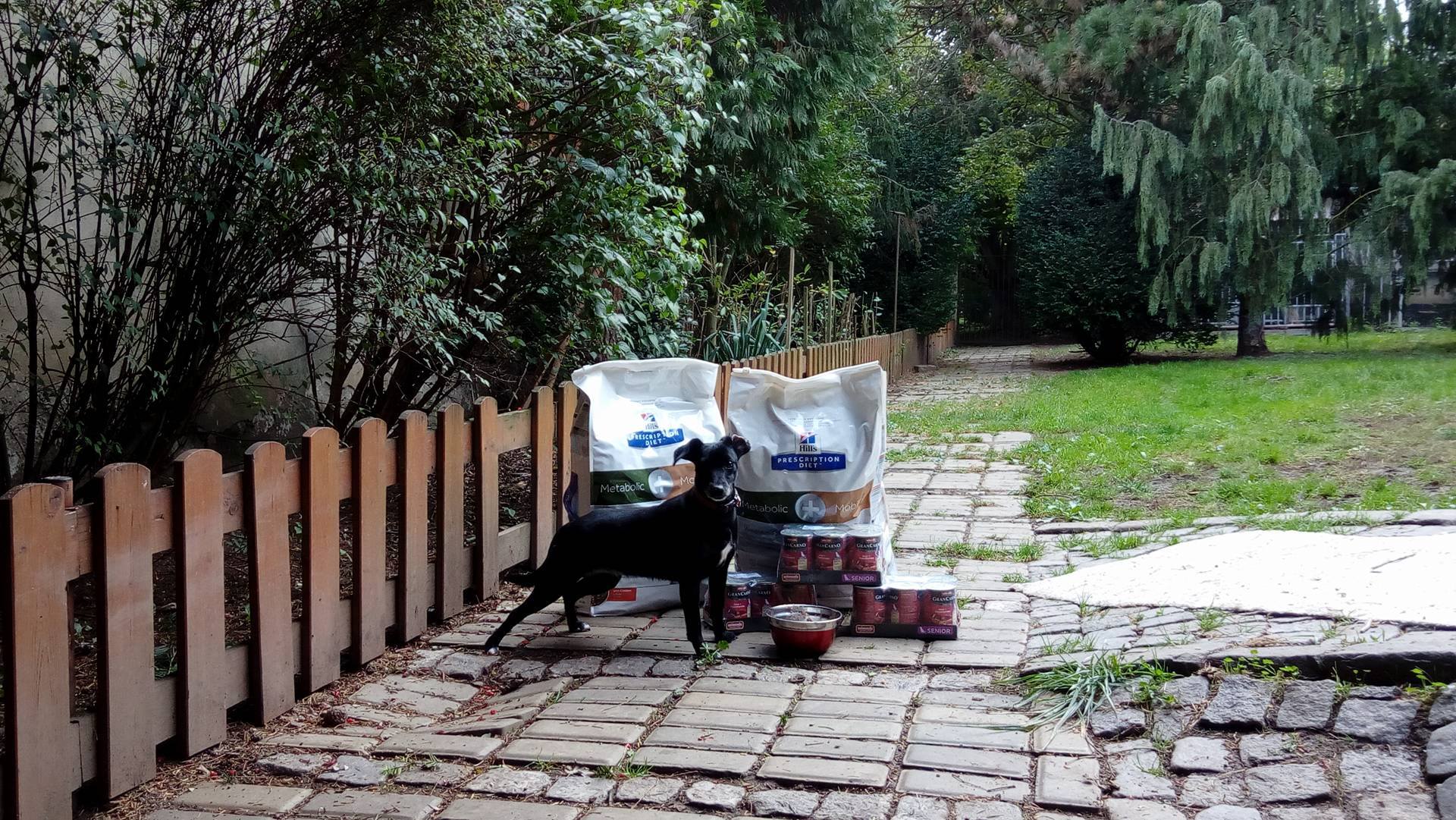Veterinární dieta pro 3 pejsky z kauzy Pozďátka