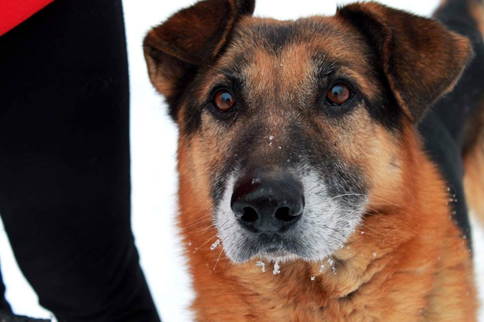 Veterinární ošetření psů - útulek Jimlín