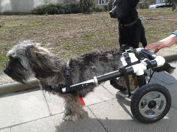 Invalidní vozíček pro ochrnutou Peginnku