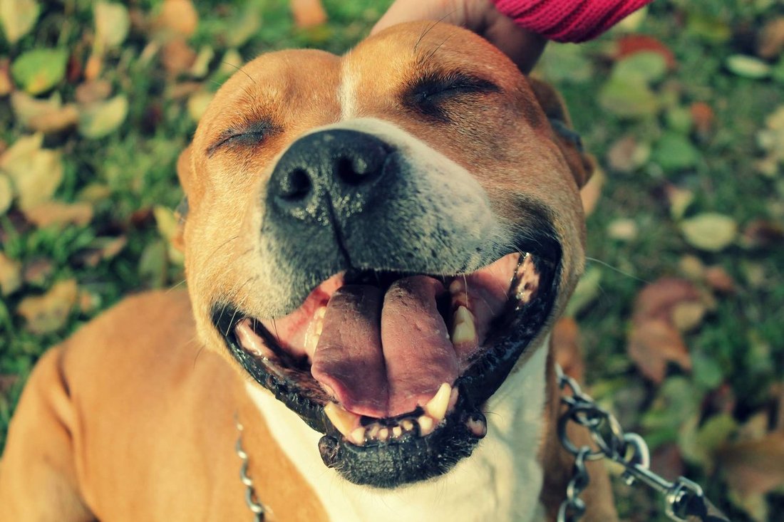 Veterinární ošetření psů - útulek Jimlín