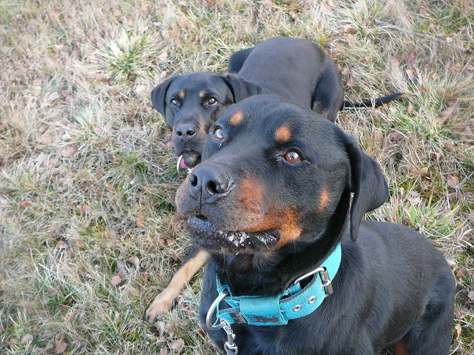 Úhrada veterinární péče pejsků azylu  RTW naše láska, jejich naděje.