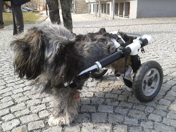 Invalidní vozíček pro ochrnutou Peginnku
