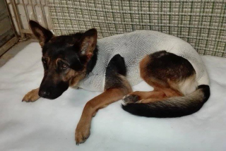 Léčba a hospitalizace Roxy s autoimunitním onemocněním - útulek Žim