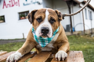 Veterinární ošetření psů Toryho, Bada a fenky Barunky - útulek Žim