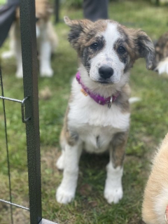 Veterinární péče - Srdcem pro psy