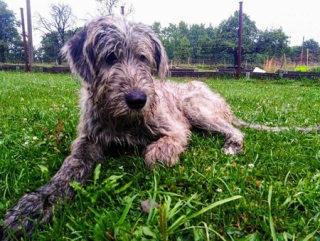 Veterinární péče - David a Bejlinka - Starouškov.
