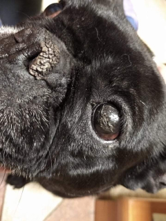 Veterinární péče - Pejsci a kočičky v urgentní nouzi