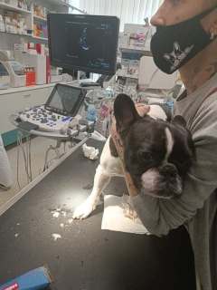 Veterinární vyšetření - MRI a CT psa Bohouška. 