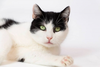 Příspěvek na krmivo a veterinární péči - azyl Gaya